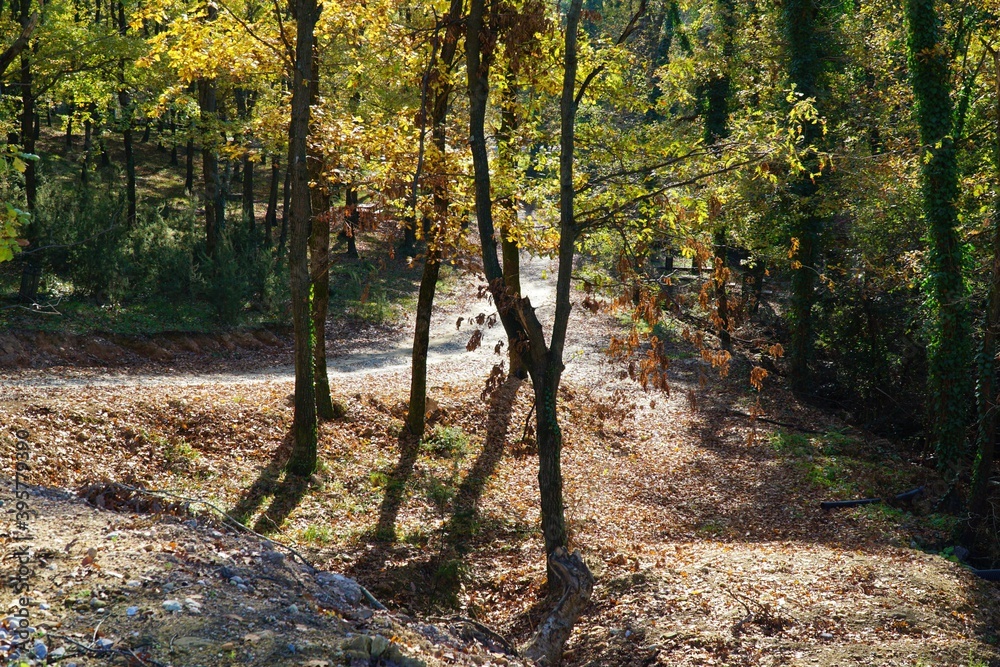 View of the forest in Sakarya, Sapanca, Turkey.
