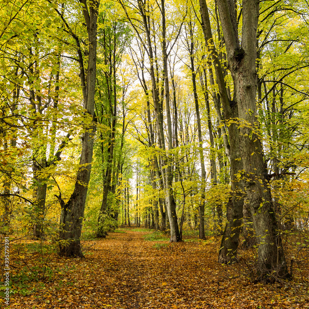 Fototapeta premium Beautiful autumn view with yellow forest leaves.