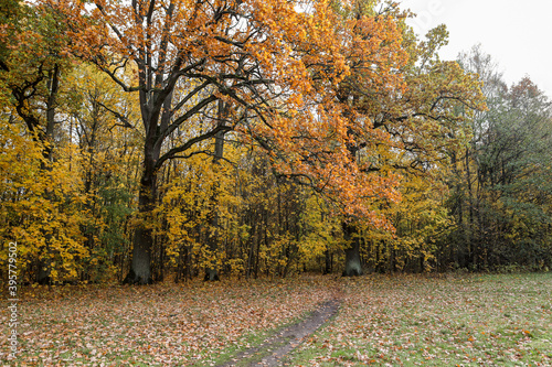 Beautiful autumn view with yellow forest leaves.