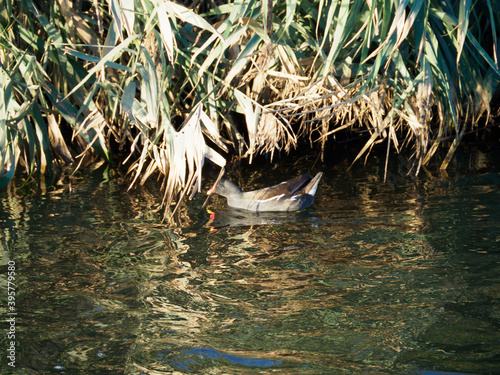 ducks on the water