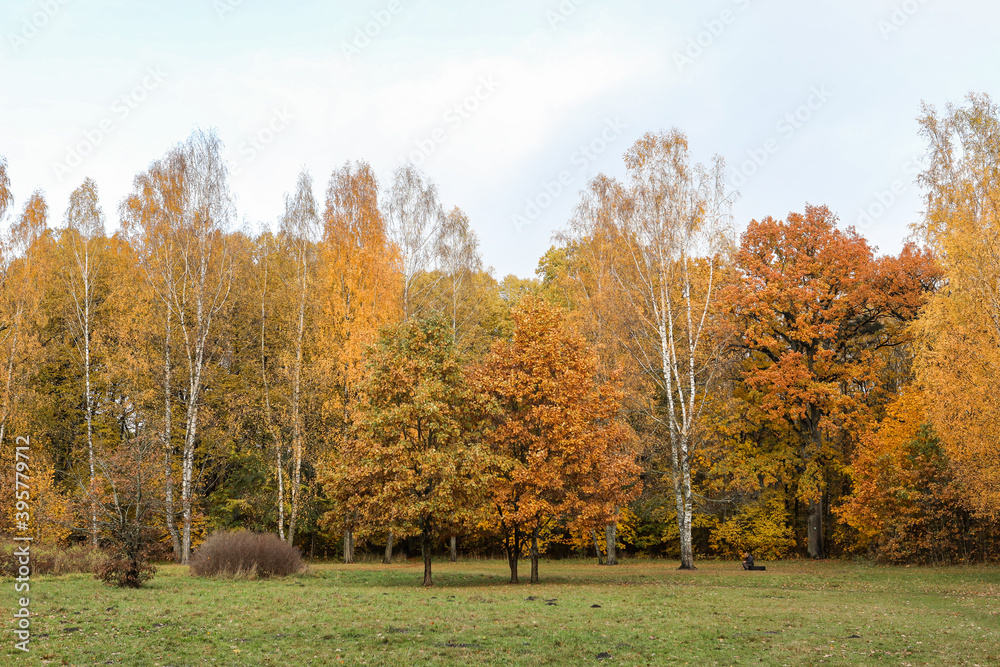 Landscape with autumn tree in large forest park.