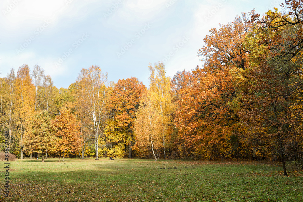 Landscape with autumn tree in large forest park.