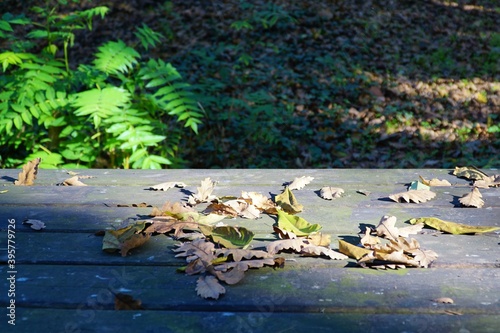 Autumn leaves in Sapanca, Sakarya, Turkey.