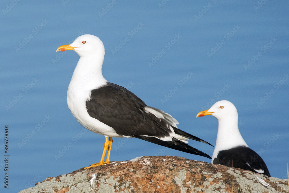 Obraz premium Lesser Black-backed Gull