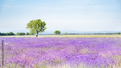 Champs de lavandes en été en Provence, France