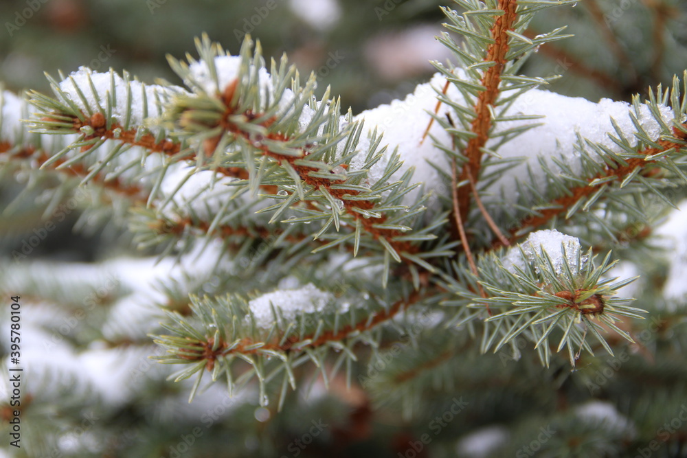 firs and fir trees with cones and needles firs and fir trees with cones and needles