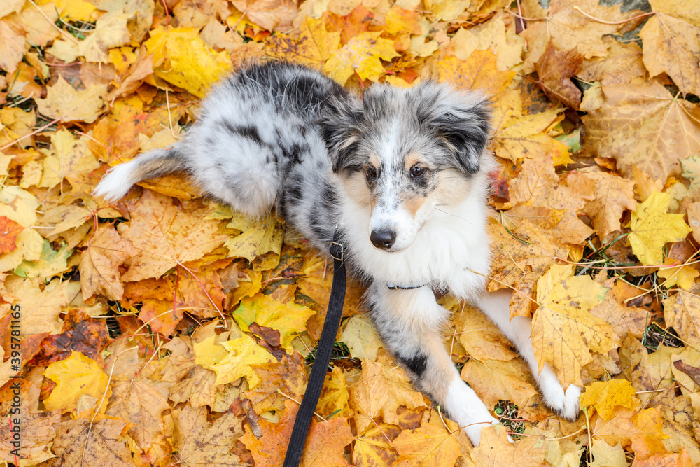 Obraz premium Small sheltie puppy laying on a yellow backgorund set of leaves.