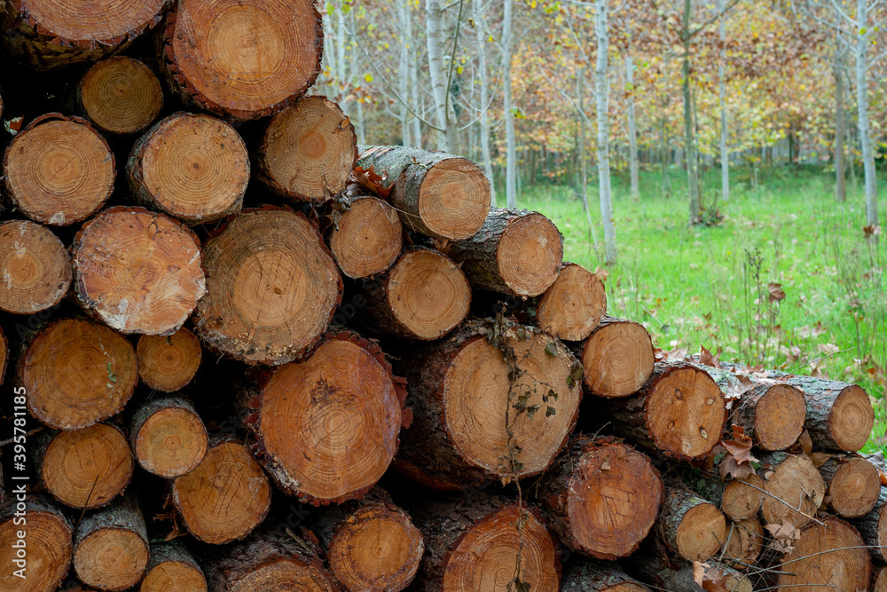 Pine timber, ready for transport from forest