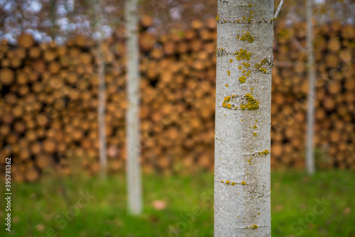 Pine timber, ready for transport from forest