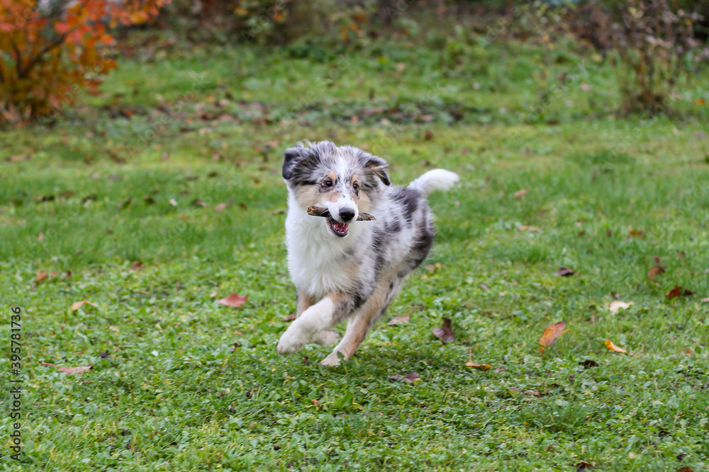 Young shetland sheepdog puppy in blue merle color running around in garden.
