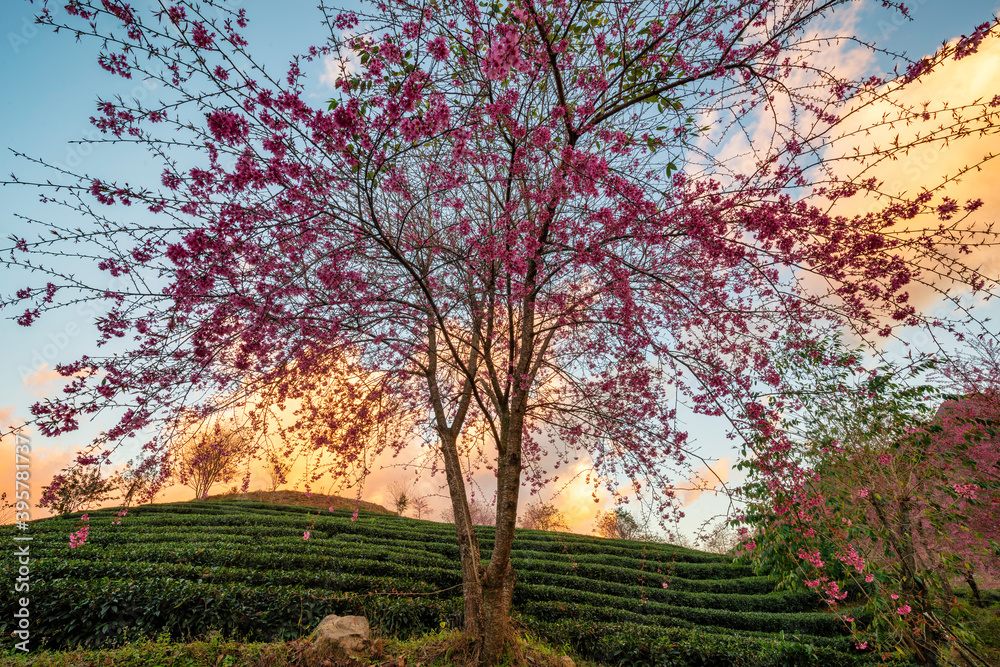 Fototapeta premium Beautiful cherry flowers bloom in tea hill in Sapa, Vietnam