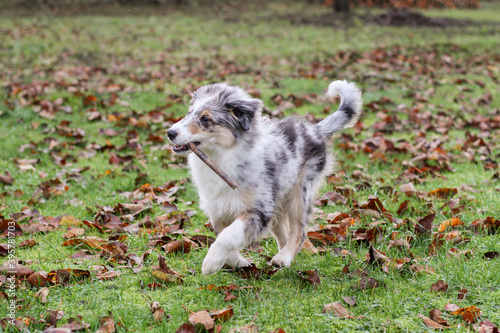 Young shetland sheepdog puppy in blue merle color running around in garden. © Artūrs Stiebriņš