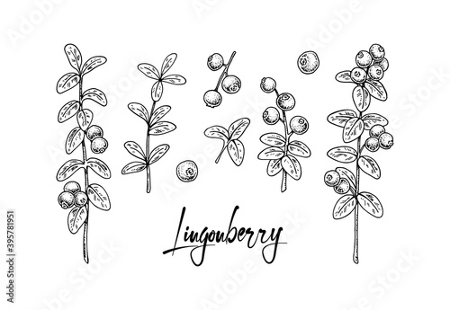 Set of hand drawn lingonberry branches with leaves with leaves and berries isolated on white background. Vector illustration in sketch style