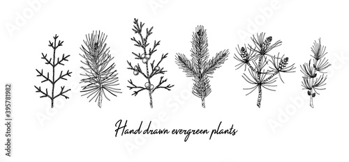 Set of hand drawn evergreen branches isolated on white background. Christmas decoration elements. Vector illustration in sketch style