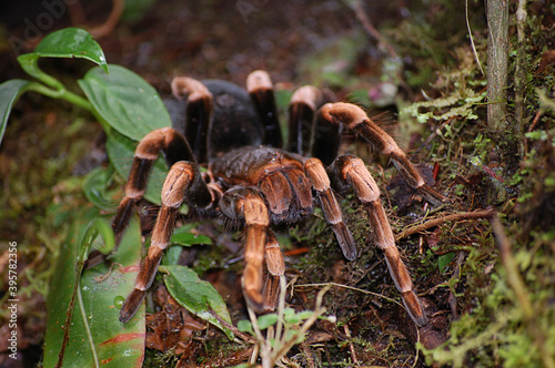 Tarántula en Monteverde (Costa Rica)