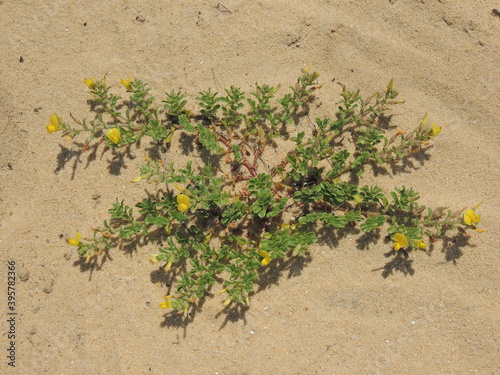 Wildflower (Ononis variegata)