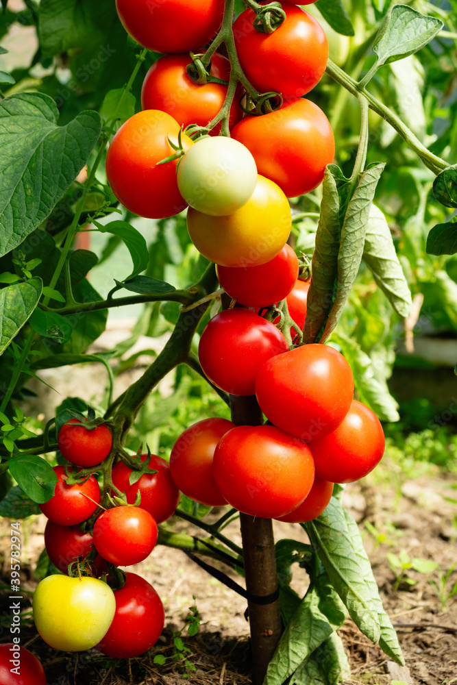 Ripe tomato plant growing in greenhouse. Fresh bunch of red natural tomatoes on a branch in organic vegetable garden. Blurry background and copy space for your advertising text message Ripe tomato plant growing in greenhouse. Fresh bunch of red natural tomatoes on a branch in organic vegetable garden. Blurry background and copy space for your advertising text message