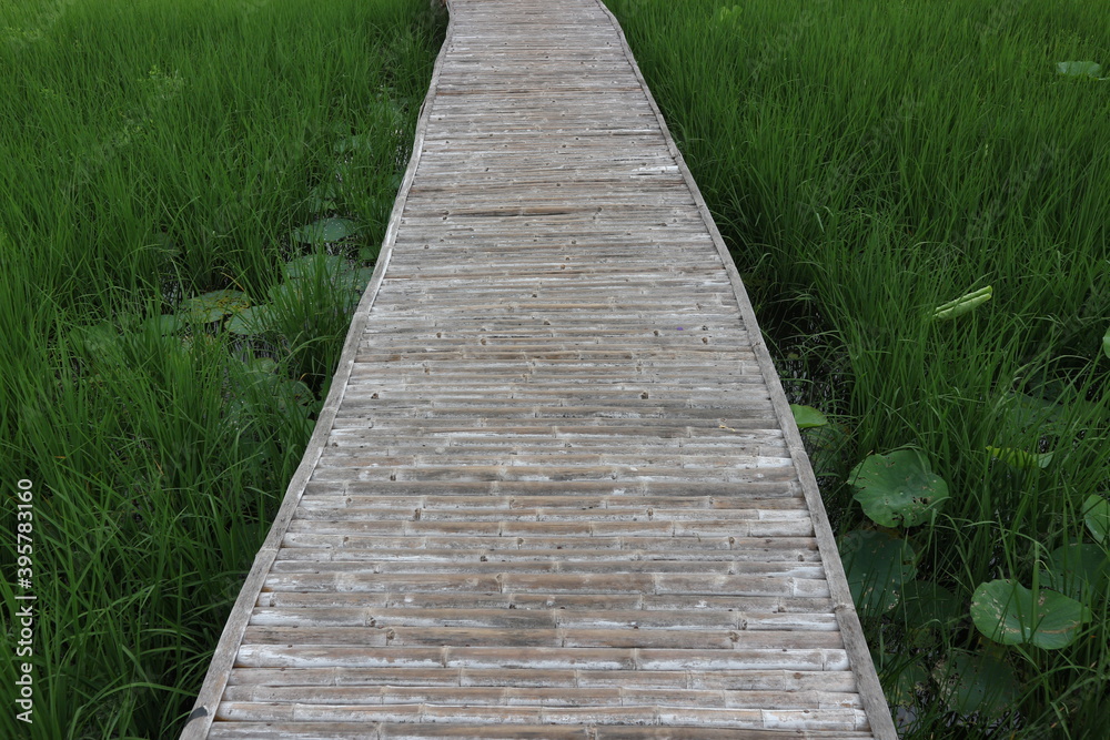 Bamboo bridge on green rice field