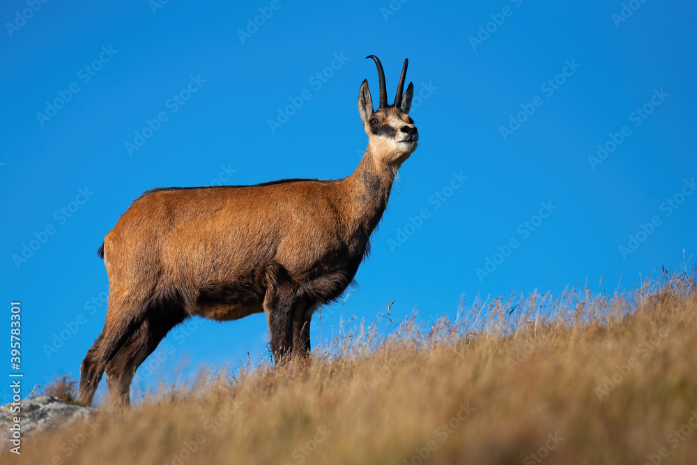 Majestic alpine chamois, rupicapra rupicapra, standing on top a hill and looking around with blue sky in background. Wild mammal with curved horns on a horizon in summer mountains. Majestic alpine chamois, rupicapra rupicapra, standing on top a hill and looking around with blue sky in background. Wild mammal with curved horns on a horizon in summer mountains.