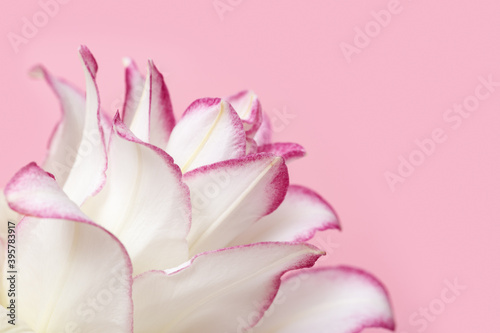 Fototapeta Naklejka Na Ścianę i Meble -  Beautiful floral greeting card with white peony lily. Tender flower petals close up.
