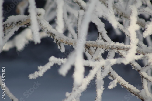 frost on the branches of Christmas trees and trees © Elena
