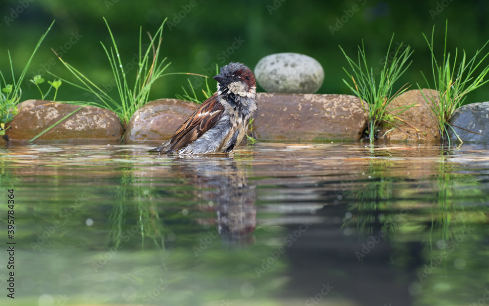 House sparrow - Passer domesticus - male in water. By stones with grassr. Czechia. Europe. House sparrow - Passer domesticus - male in water. By stones with grassr. Czechia. Europe.