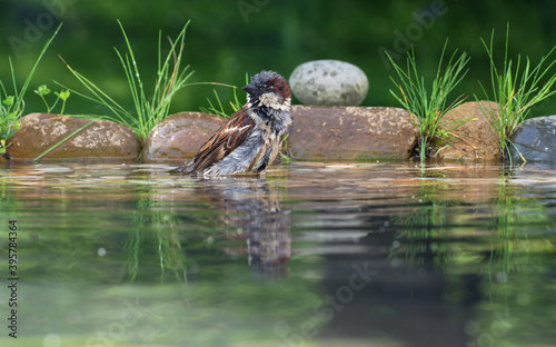 House sparrow - Passer domesticus - male in water. By stones with grassr. Czechia. Europe.