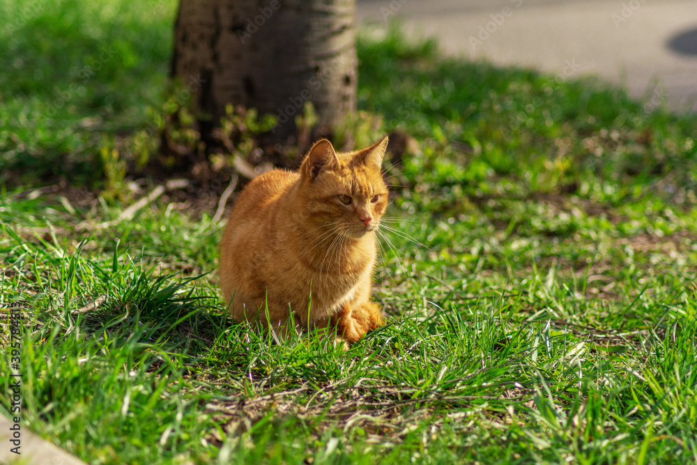 A red cat sits on the green and looks into the distance.