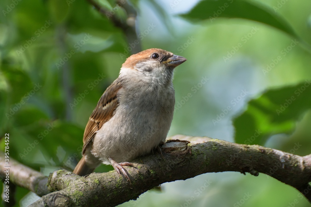 Juvenile Tree sparrow (Passer montanus) on the branch. Czechia. Europe. Juvenile Tree sparrow (Passer montanus) on the branch. Czechia. Europe.