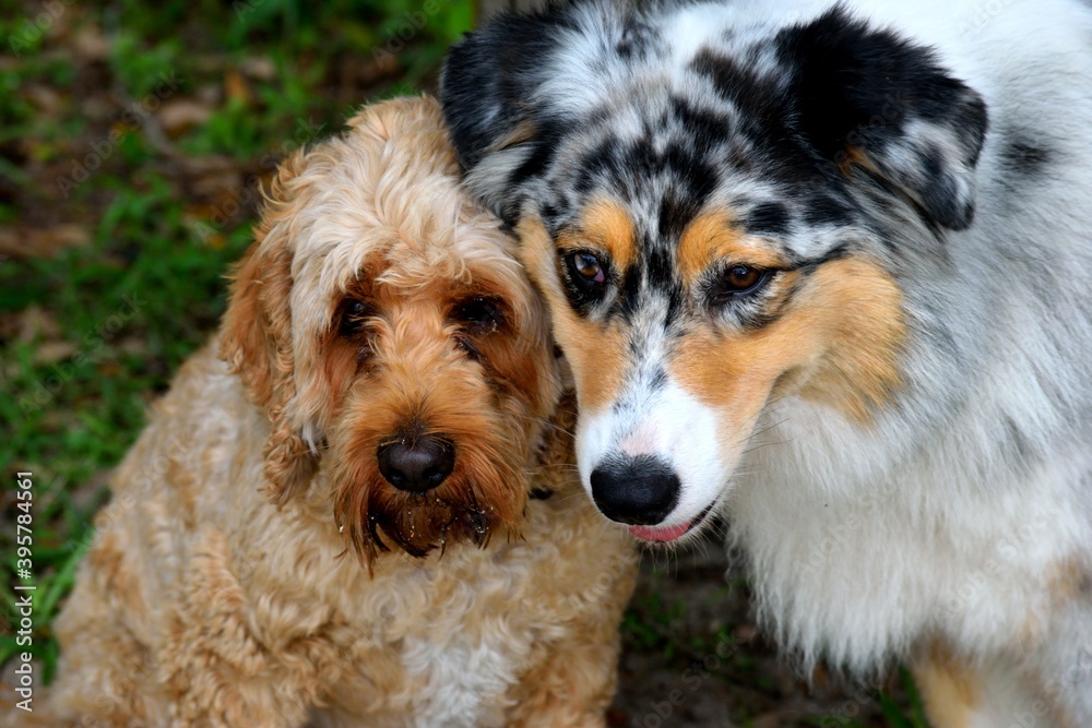 Cute dogs together posing for a picture background Cute dogs together posing for a picture background