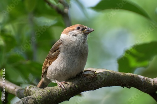 Juvenile Tree sparrow (Passer montanus) on the branch. Czechia. Europe.