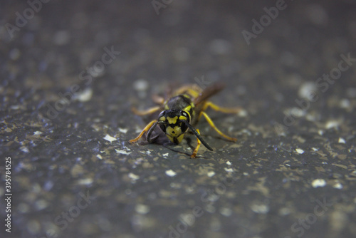 Close up on a wasp
