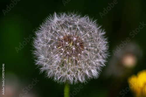 Fluffy sparkling dandelion flower on a dark background. Close-up.