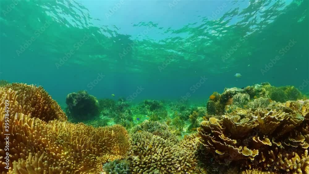 Tropical Fishes on Coral Reef, underwater scene. Philippines. Tropical Fishes on Coral Reef, underwater scene. Philippines.