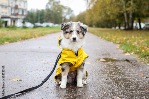 Small sheltie puppy sitting on pedestrian path with yellow rain coat jacket.