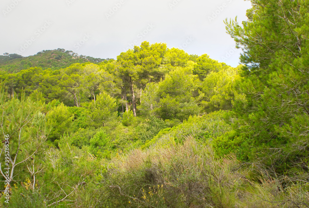 The desert of the palms in benicasim