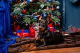 A black Doberman pinscher puppy lies on a fur rug against the background of a Christmas tree and gifts.
