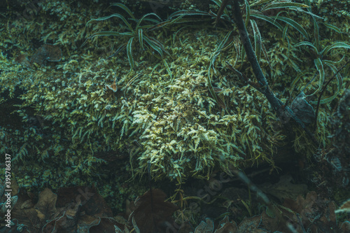 Fototapeta Naklejka Na Ścianę i Meble -  Oszroniony, intensywnie zielony mech stanowiący naturalne tło