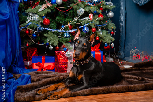 A black Doberman pinscher puppy lies on a fur rug against the background of a Christmas tree and gifts.