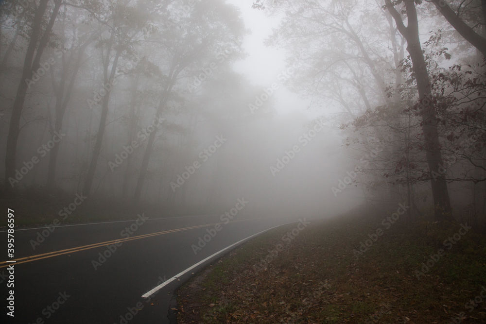 Tree wrapped in a morning mystery of mist Tree wrapped in a morning mystery of mist