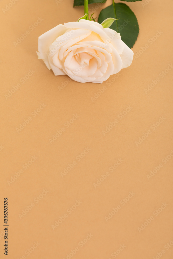 Fototapeta premium White rose at the top on orange background with space below