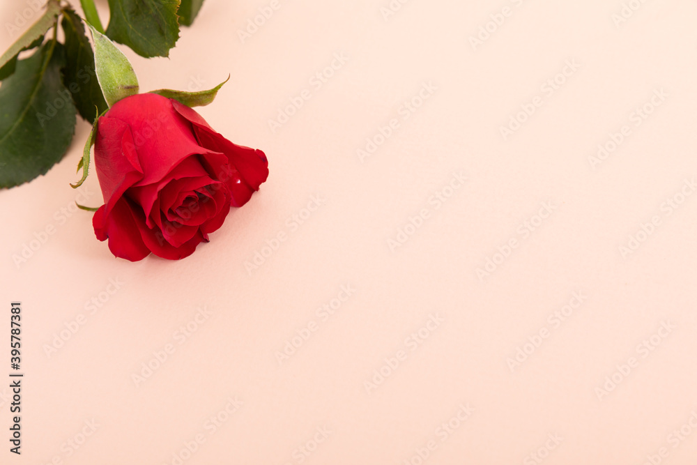 Fototapeta premium Red rose in top left corner on pink background