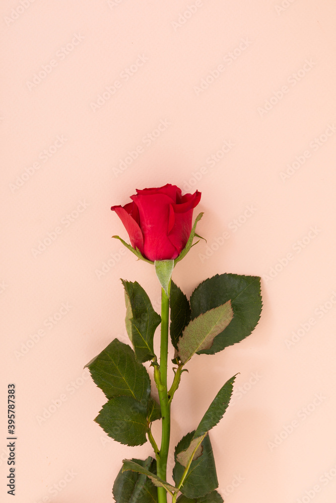 Fototapeta premium Red rose at the bottom on pink background