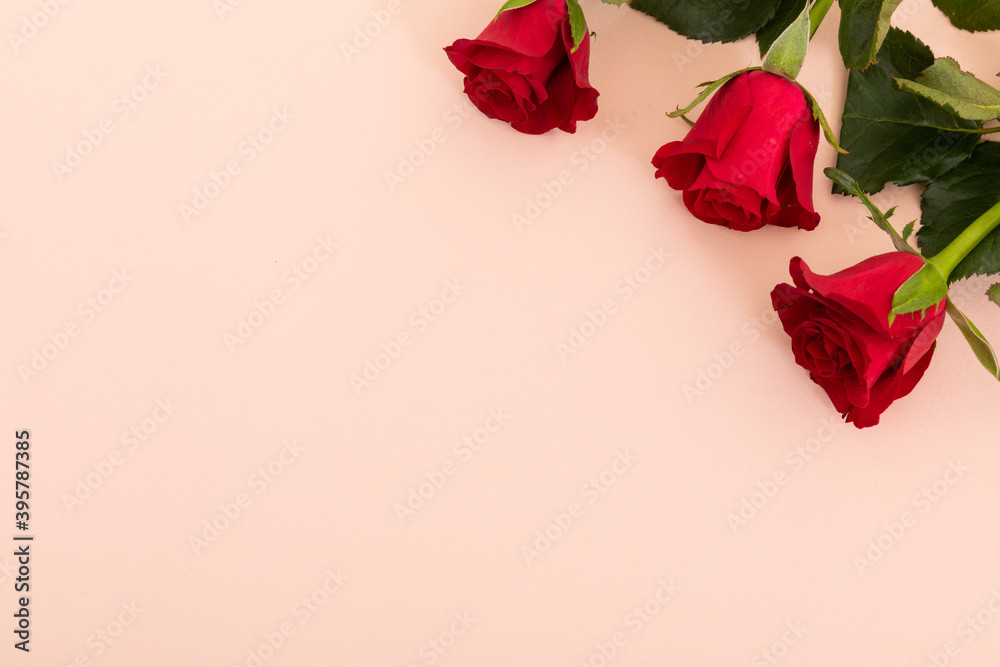 Fototapeta premium Three red roses in top right corner on pink background