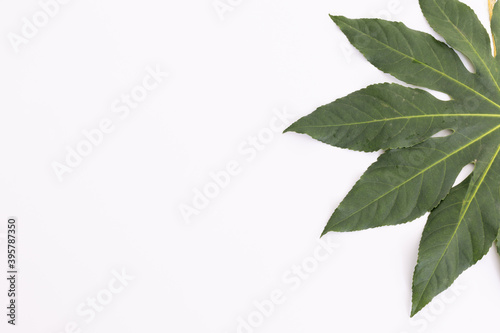 Green leaf lying on right side on white background
