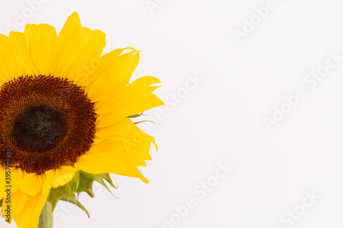 Fototapeta Naklejka Na Ścianę i Meble -  Close up of fresh summer sunflower on left side on white background