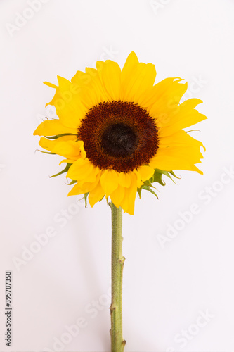 Fototapeta Naklejka Na Ścianę i Meble -  Close up of fresh summer sunflower lying on white background