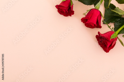 Fototapeta Naklejka Na Ścianę i Meble -  Three red roses in top right corner on pink background