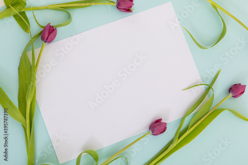 Fototapeta Naklejka Na Ścianę i Meble -  White paper surrounded by pink tulips on blue background
