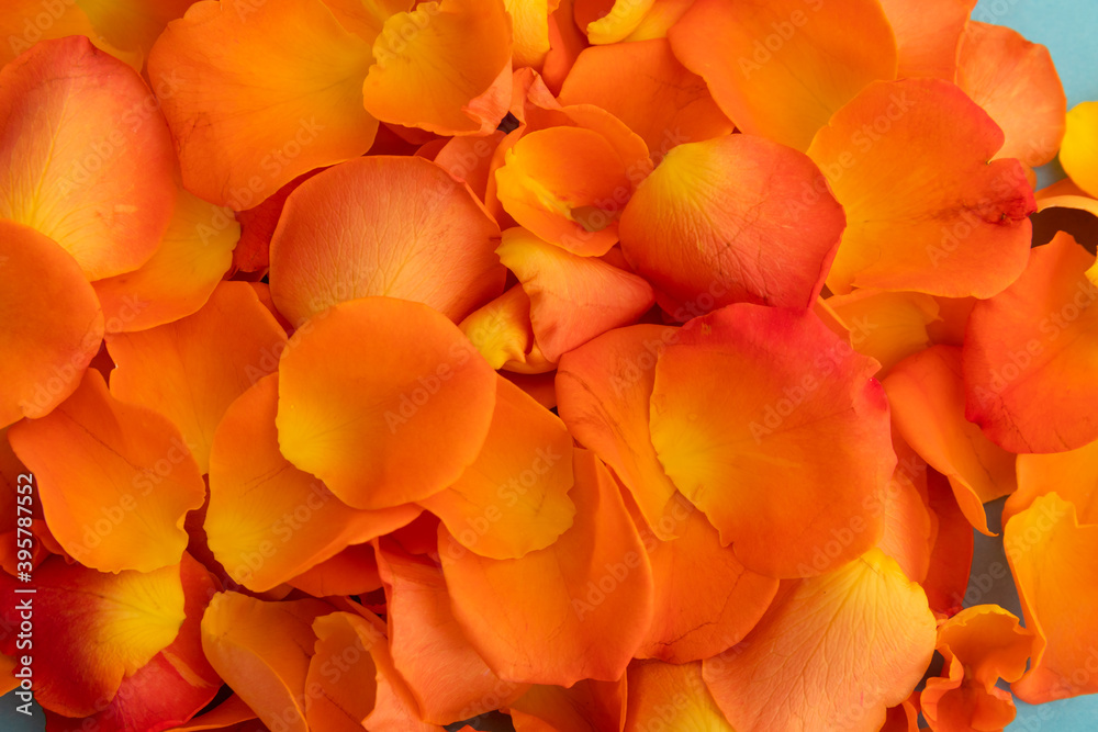 Fototapeta premium Close up of orange rose petals on blue background